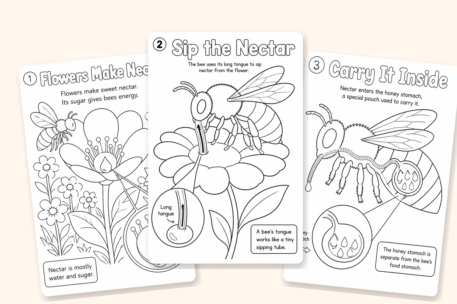 Three educational coloring pages explaining how bees make honey: flowers make nectar, the bee sips nectar with its long tongue, and nectar is carried in the honey stomach
